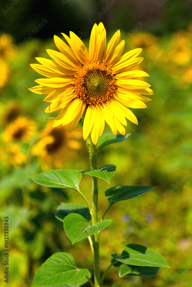 sunflower flower in field on blue sky background