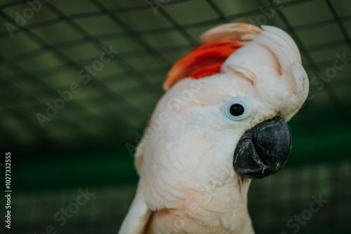 A Cockatoo Molucas With A Red Feather
On Its Head photo