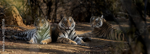 Early Morning sighting of a mother and 2cubs in the buffer zone in bandhavgarh photo