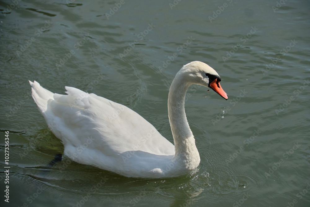 A sibilant swan with an elegantly curved neck, floating on the dark surface of the water. The sibilant swan (Latin Cygnus olor) is a bird from the duck family. A sibilant swan with an elegantly curved neck, floating on the dark surface of the water. The sibilant swan (Latin Cygnus olor) is a bird from the duck family.