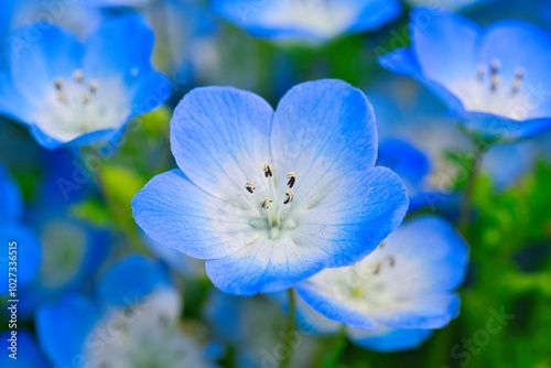 ネモフィラのアップ