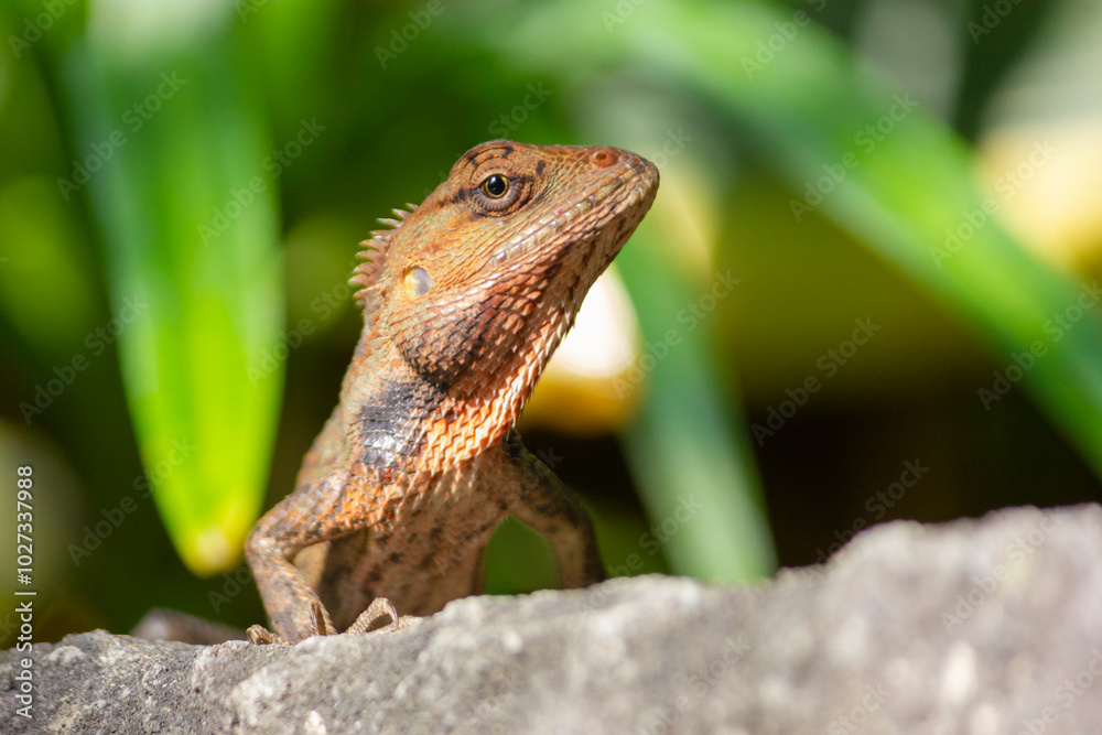 Close up of the oriental garden lizard (Calotes versicolor) or called the oriental garden lizard on the rock Close up of the oriental garden lizard (Calotes versicolor) or called the oriental garden lizard on the rock