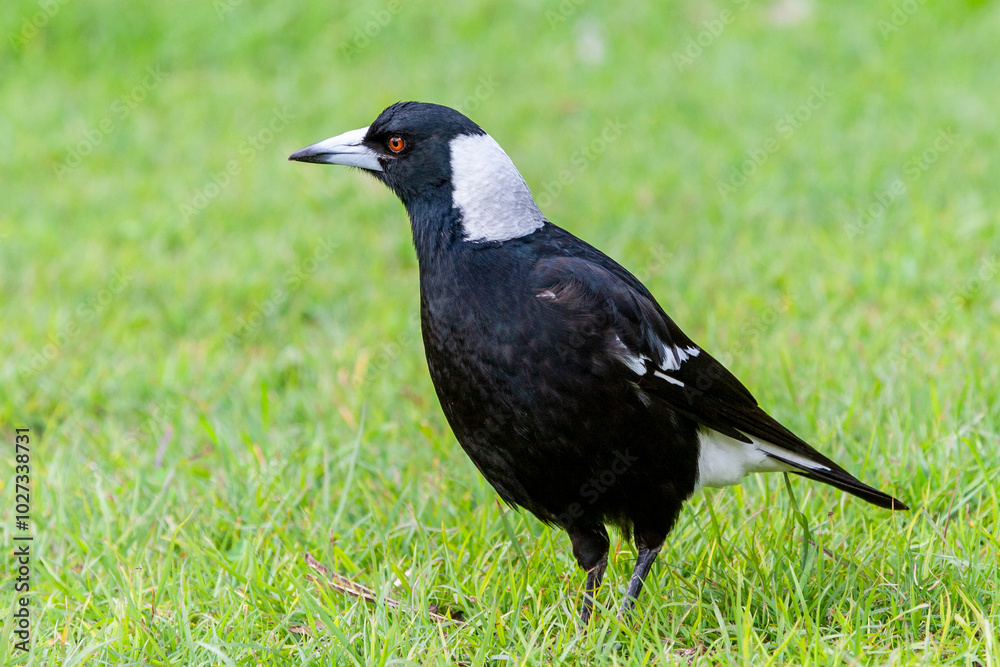 Australian magpie (Gymnorhina tibicen) standing on lush grassy lawn. Australian magpie (Gymnorhina tibicen) standing on lush grassy lawn.