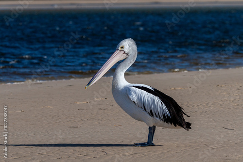 Australian Pelican (Pelecanus conspicillatus) standing on sand bar by a river.