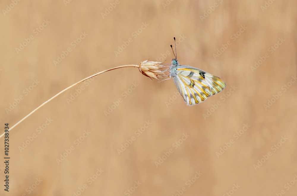 elegant, wings, collection, spotted, beauty, desert, pattern, arid, spring, pretty, asia, tree, niceSiirt Spotted Angel Butterfly (Pontia glauconome)
