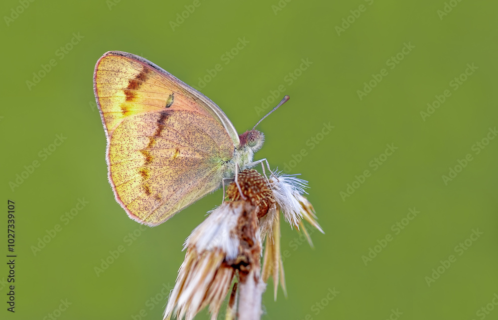 Mesopotamian Colotis butterfly (Colotis fausta)