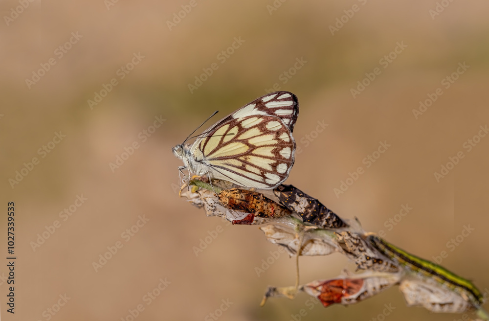White Pioneer butterfly (Belenois aurota)
