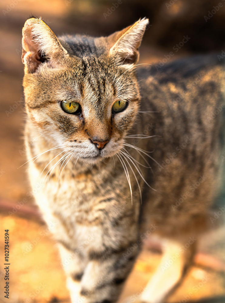 Cute stray cat portrait