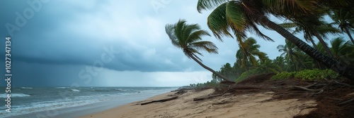 A tropical beach with tall palm trees bent under the force of approaching storm winds, illustrating nature's powerful fury against a somber, cloudy sky. photo