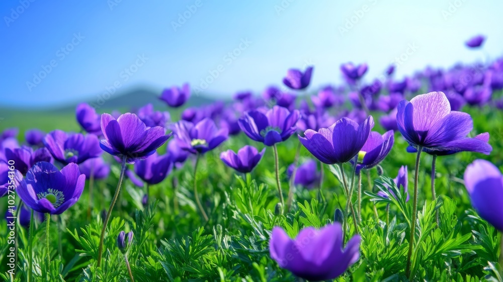 Purple Anemone Flowers Blooming in a Field Purple Anemone Flowers Blooming in a Field