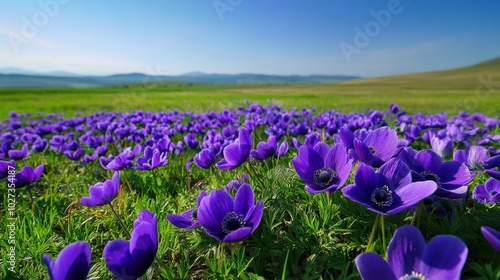 Vibrant Purple Flowers Blooming in a Green Field