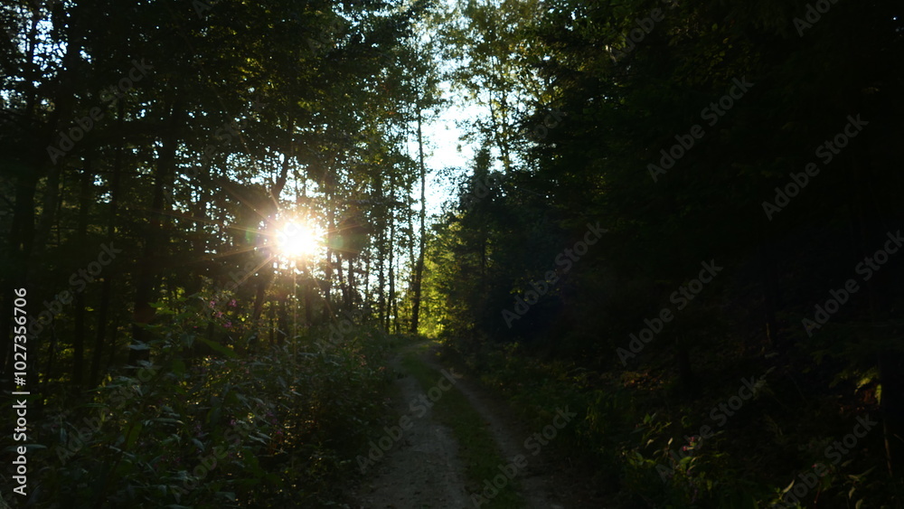 Obraz premium Waldidylle