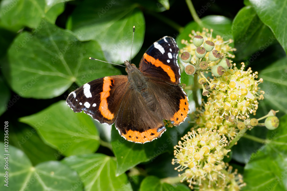 Red admiral butterfly (Vanessa Atalanta) perched on hedge (hedera helix) in Zurich, Switzerland Red admiral butterfly (Vanessa Atalanta) perched on hedge (hedera helix) in Zurich, Switzerland
