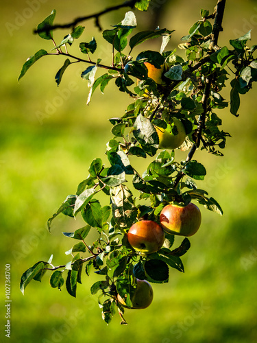 Streuobstwiese im Herbst photo