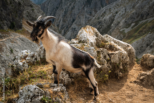 The goat at the rocks