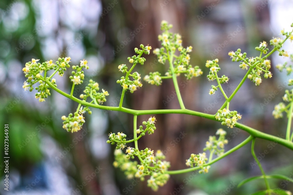 Obraz premium Blossoming Flowers in spring