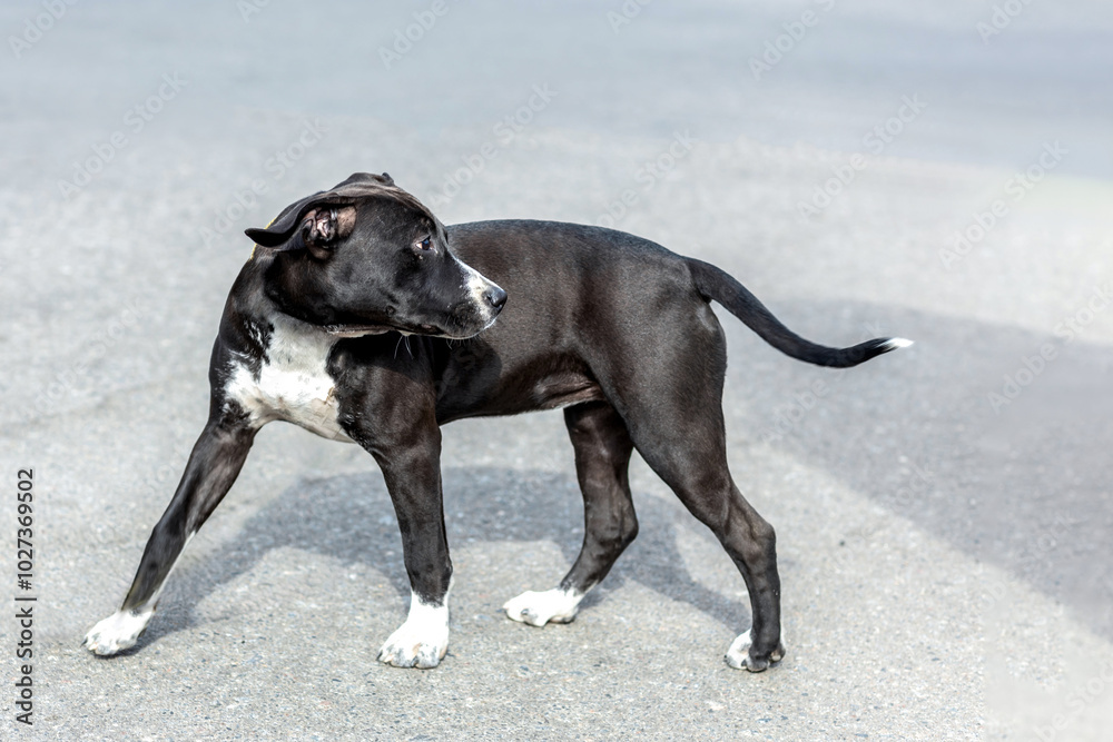American Staffordshire Bull Terrier puppy on grey asphalt background American Staffordshire Bull Terrier puppy on grey asphalt background