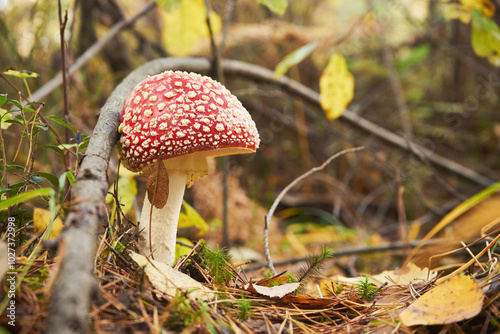 Muchomor czerwony, Amanita muscaria (L.) photo