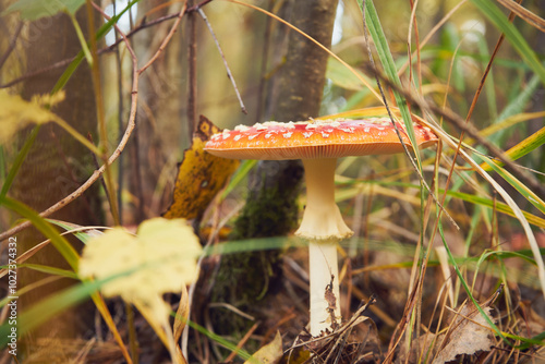 Muchomor czerwony, Amanita muscaria (L.)