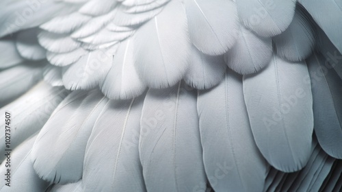 Close-up of Soft White Feathers Overlapping in a Bird's Wing