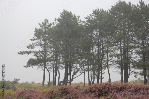 Wald an Dänemarks Küste photo