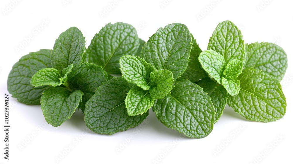Lush green mint leaves display their intricate texture and rich aroma beautifully Lush green mint leaves display their intricate texture and rich aroma beautifully