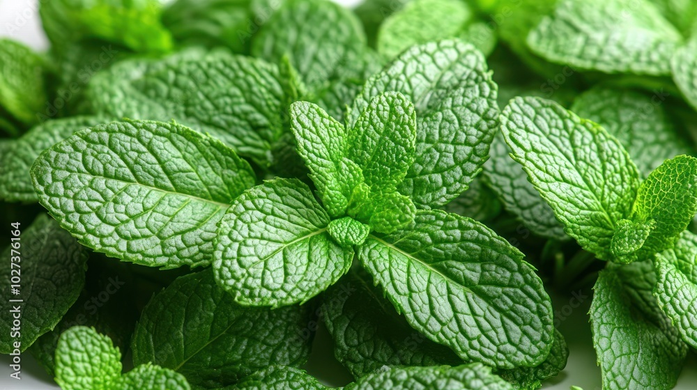 Lush green mint leaves offer vibrant color and flavor for cooking and garnishing