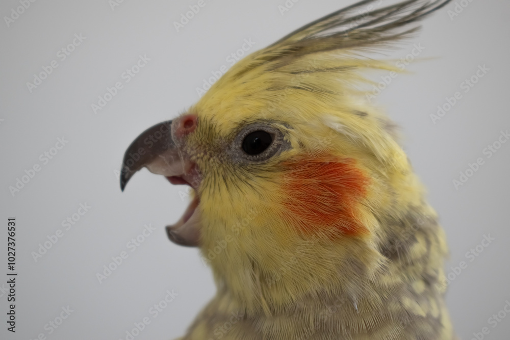 Grey and yellow cockatiel pet bird portrait with white background Grey and yellow cockatiel pet bird portrait with white background