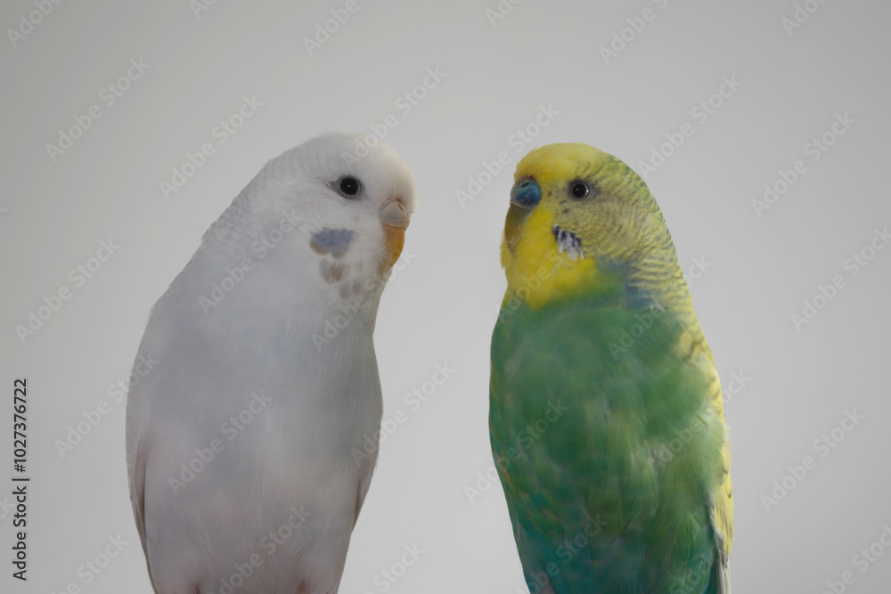 Green yellow white budgie couple pair budgerigar pet bird portrait with white background Green yellow white budgie couple pair budgerigar pet bird portrait with white background
