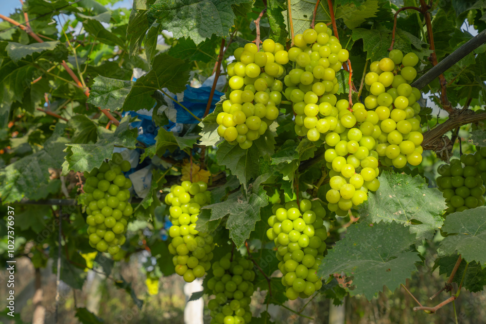 Obraz premium Green grapes in the vineyard