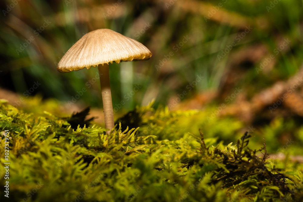 kleiner Waldpilz in frischem Moos kleiner Waldpilz in frischem Moos