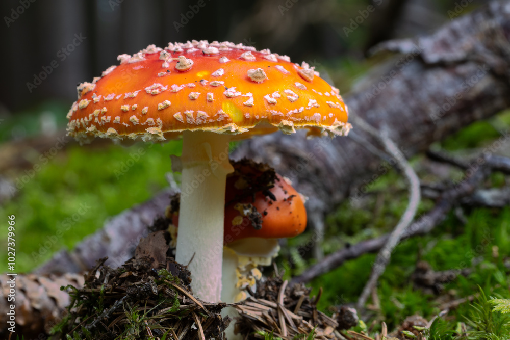 Fototapeta premium Fliegenpilz im Moos in der freien Natur