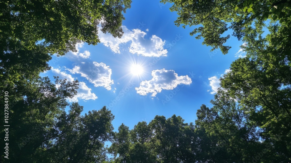 Sunlight Shining Through a Canopy of Green Trees Sunlight Shining Through a Canopy of Green Trees