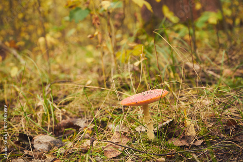 Muchomor czerwony, Amanita muscaria (L.)