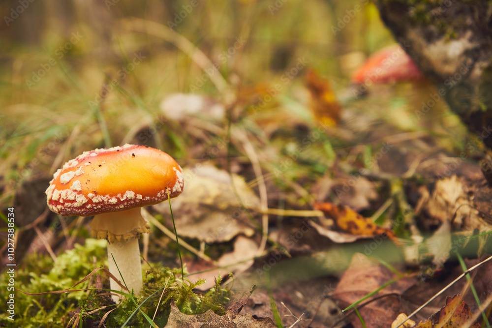 Muchomor czerwony, Amanita muscaria (L.) Muchomor czerwony, Amanita muscaria (L.)