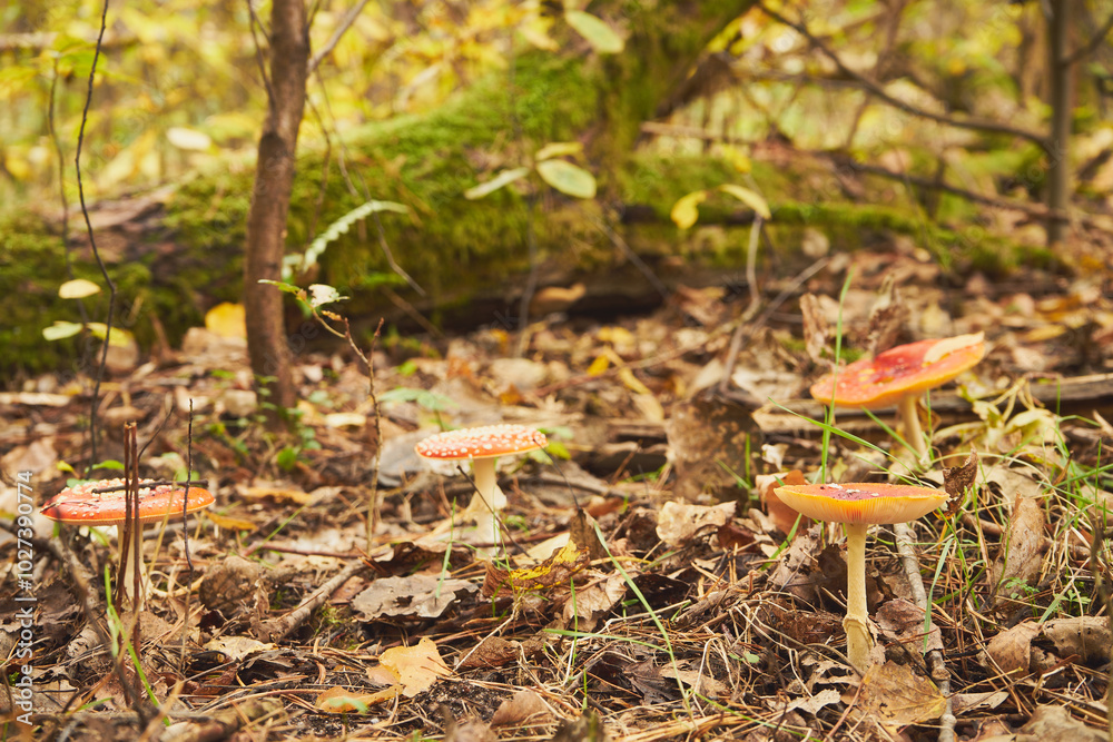 Muchomor czerwony, Amanita muscaria (L.) Muchomor czerwony, Amanita muscaria (L.)
