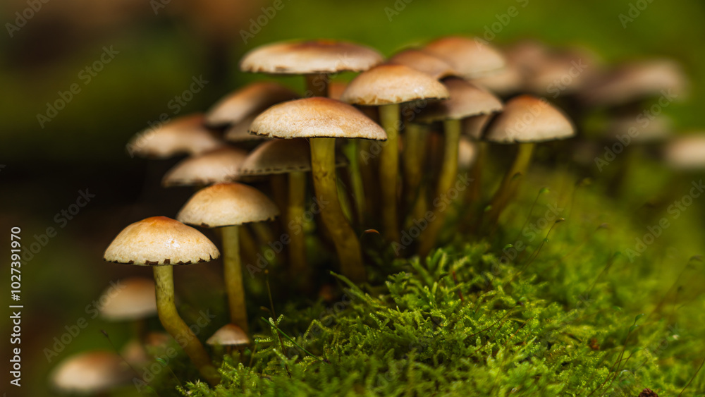 In einem ruhigen Wald ragt eine Gruppe leuchtender Herbstpilze aus dem moosigen Boden. Goldene Blätter bedecken den Waldboden und schaffen eine malerische Szene natürlicher Schönheit und Ruhe. In einem ruhigen Wald ragt eine Gruppe leuchtender Herbstpilze aus dem moosigen Boden. Goldene Blätter bedecken den Waldboden und schaffen eine malerische Szene natürlicher Schönheit und Ruhe.