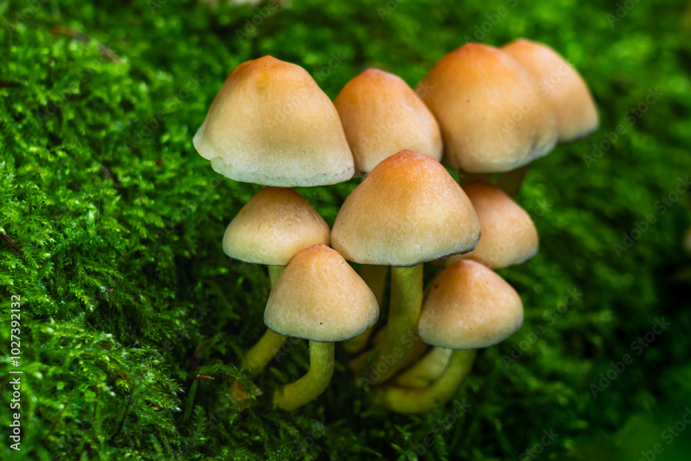 In einem ruhigen Wald ragt eine Gruppe leuchtender Herbstpilze aus dem moosigen Boden. Goldene Blätter bedecken den Waldboden und schaffen eine malerische Szene natürlicher Schönheit und Ruhe. In einem ruhigen Wald ragt eine Gruppe leuchtender Herbstpilze aus dem moosigen Boden. Goldene Blätter bedecken den Waldboden und schaffen eine malerische Szene natürlicher Schönheit und Ruhe.