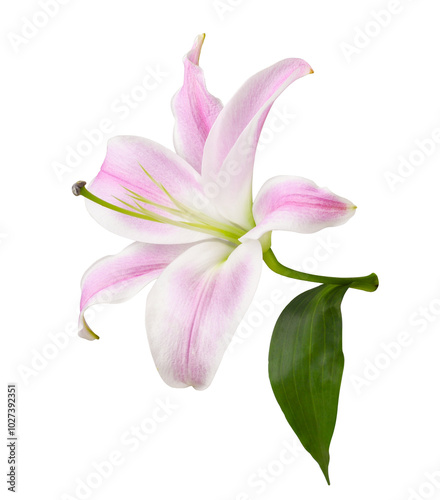 Pink lily flower and green ...