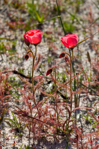 light red flowering form of Drosera cistiflora east of Darling in the Western Cape of South Africa photo