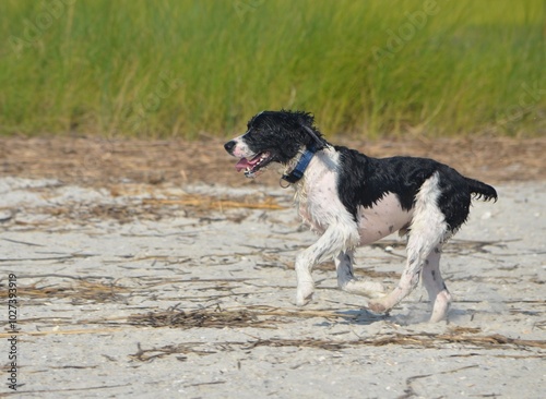 English Spaniel running at the beach