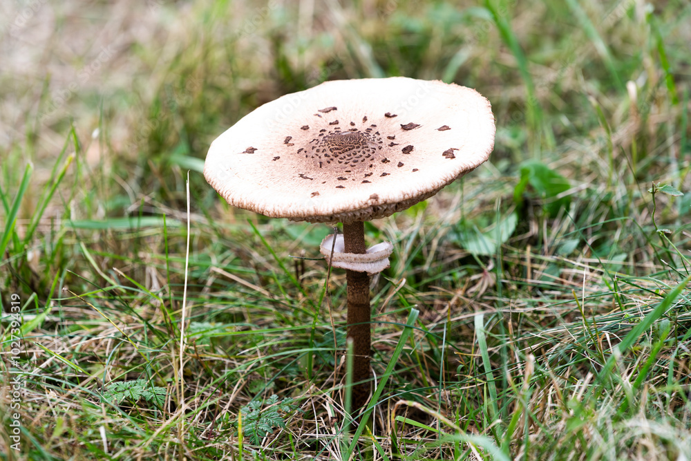 Macrolepiota procera growing in a meadow in autumn season, edible mushroom.