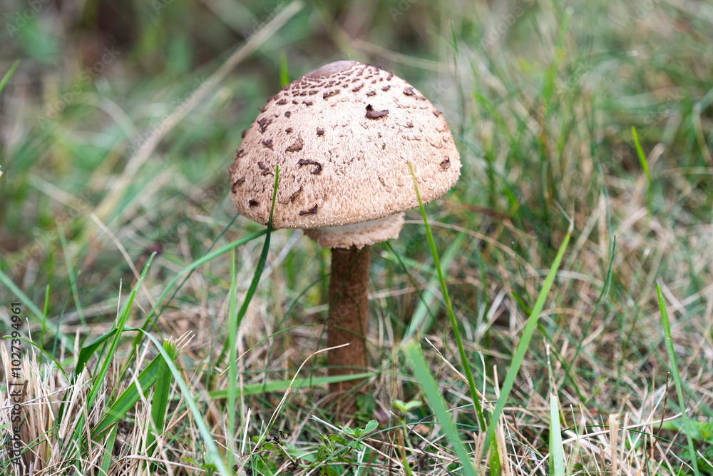 Macrolepiota procera growing in a meadow in autumn season, edible mushroom. Macrolepiota procera growing in a meadow in autumn season, edible mushroom.