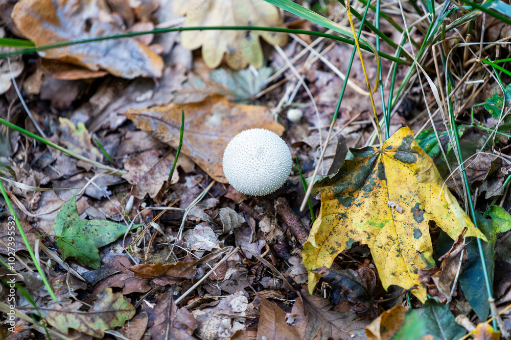 Lycoperdon marginatum growing in a meadow in the autumn season, an inedible mushroom. Lycoperdon marginatum growing in a meadow in the autumn season, an inedible mushroom.
