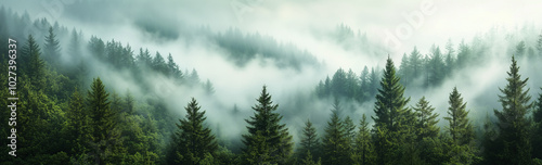 A panoramic view of an evergreen forest shrouded in mist, with the trees towering above and forming intricate patterns against the backdrop of grey clouds.