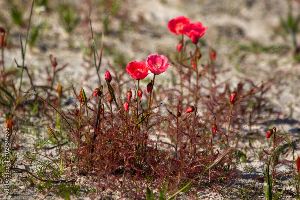 light red flowering form of Drosera cistiflora east of Darling in the Western Cape of South Africa light red flowering form of Drosera cistiflora east of Darling in the Western Cape of South Africa