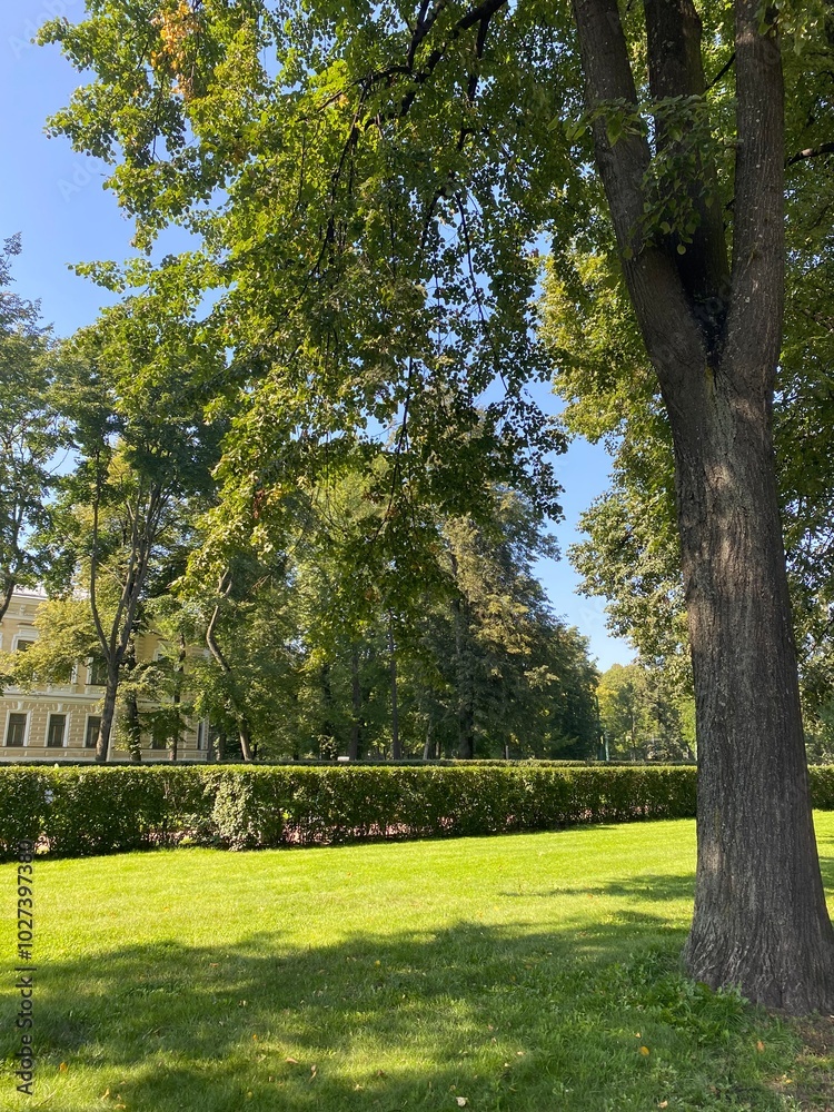 Obraz premium trees in the park