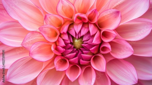 Close-Up of Pink Dahlia Flower