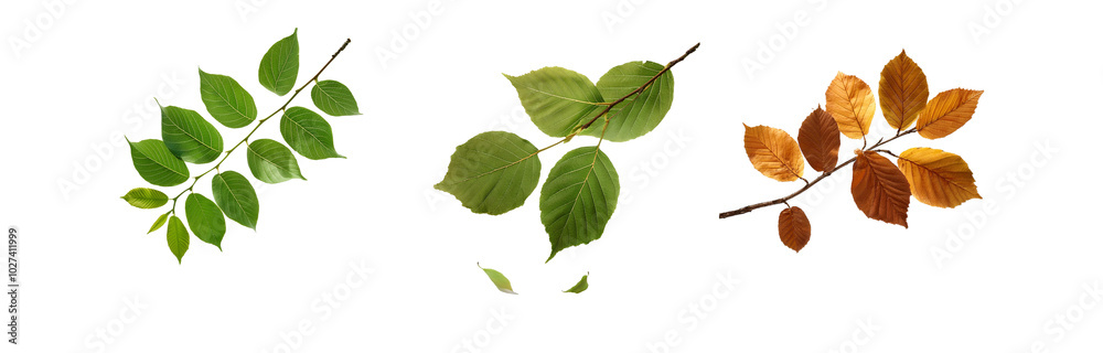 Three isolated branches of leaves, one green, one yellow, and one brown. Three isolated branches of leaves, one green, one yellow, and one brown.