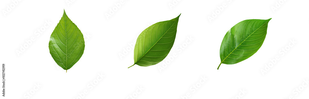 Fototapeta premium Three green leaves isolated on a white background.